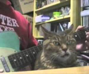 Snaggletooth cat bopping along Funny Video