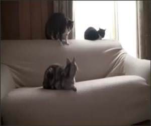 Sneak Attack Cat Funny Video