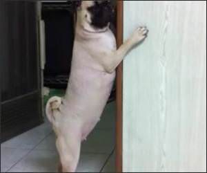 Sneaky Getaway Dog Funny Video