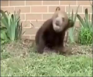Sneezing Bear Funny Video