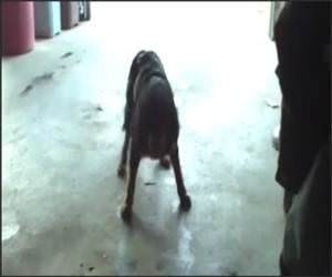 Sneezing Dogs Funny Video