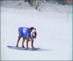 Snowboarding Dogs Funny Video