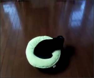 Roomba Bed Funny Video