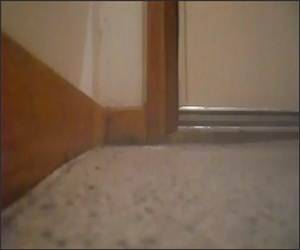 Spider Nest Funny Video