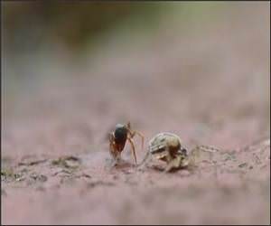Spider Vs Ant Funny Video
