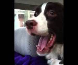 Springer Spaniel Sees a Squirrel and Goes Nuts