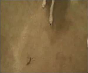 Statue Dogs Funny Video