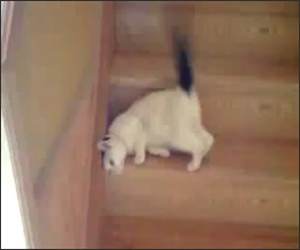 Steps Cat Funny Video