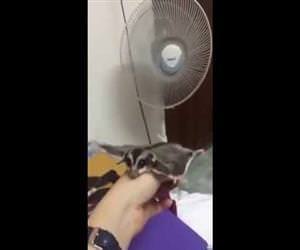 sugar glider flying with fan Funny Video