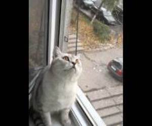 super focused cat Funny Video