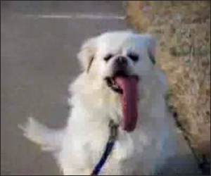 Super long tongue dog Funny Video