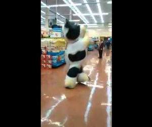 supermarket cow dance Funny Video