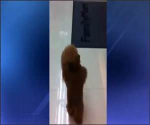 Hind Legs Walking Dog