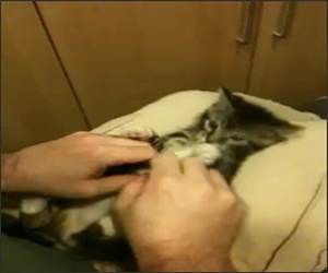 Surprise Kitty 2 Funny Video