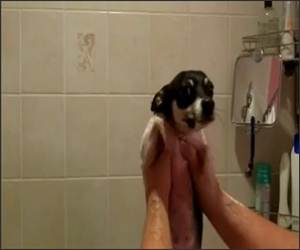 Swimming Dog Funny Video