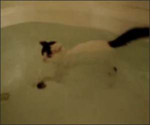 Swimming Cat