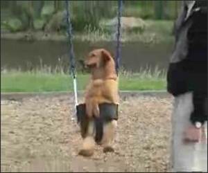 Swing Dog Funny Video
