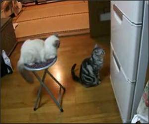 Standing Begging Cat