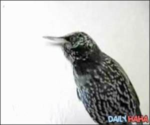 Strange Talking Bird