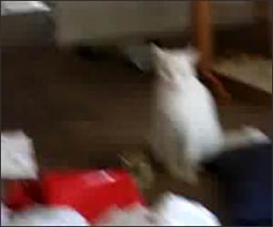 Talking Evil Cat Funny Video