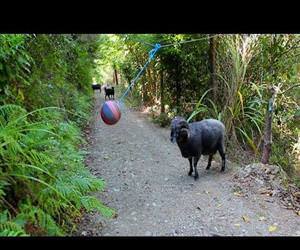 tetherball left in the forest Funny Video