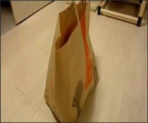 The Bag Cat Funny Video