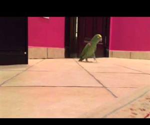 the bird with a hilarious laugh Funny Video