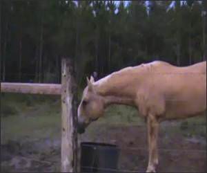 The Chase Funny Video