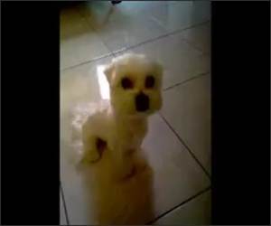 The Cute Smiling Dog Funny Video