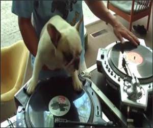 DJ Doggy Dog Funny Video