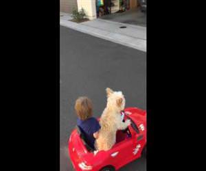 the dog is steering Funny Video