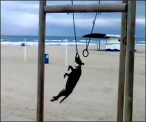 Gymnast Dog Funny Video