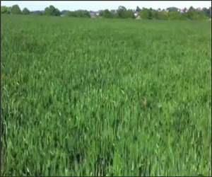 Happy Jumping Dog Funny Video