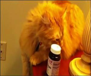 The Jerk Cat Funny Video