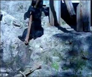 The Kung Fu Bear Funny Video