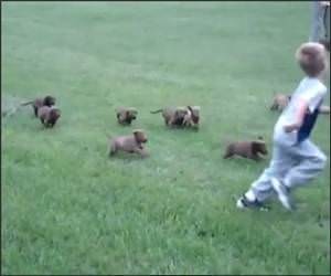 The army of Puppies Video