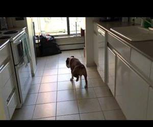 the moonwalking dog Funny Video