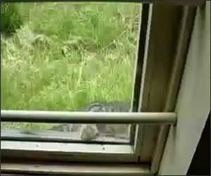 The Ninja Breaking Cat Funny Video