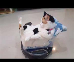 the roomba riding cat Funny Video