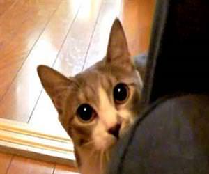 the stalking cat Funny Video
