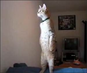 The standing Cat Funny Video