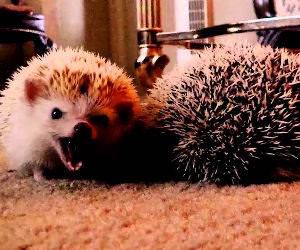 the truth about hedgehogs Funny Video