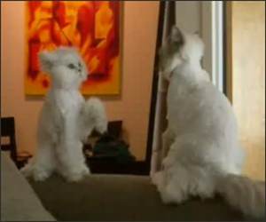 The karate cat Video