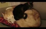 this cat finds an awesome bed Funny Video