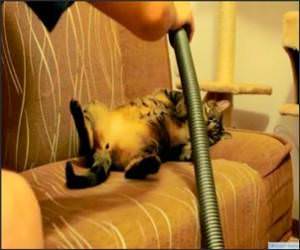 Cat Loves Being Vacuumed Funny Video