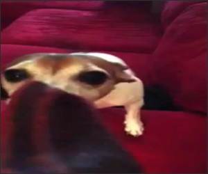 Dog LOOVES Beggin Strips