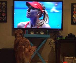 this dog really loves tennis Funny Video