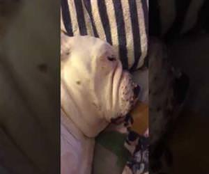 this dog snores like a cartoon character Funny Video