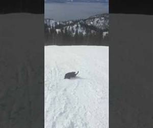 this dog things she is a sled Funny Video