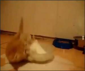 Kitten Loves Milk Funny Video